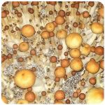Псилоцибиновые (галлюциногенные)  грибы Psilocybin "Golden Teacher" в Кумертау